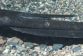 Canary fish. Round stingray (Taeniura grabata). Have 1 or 2 stingers at the base of the tail, which can inflict severe stingss, Tenerife, Canary Islands.