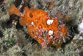 Frogfish (Antennarius nummifer) in reef, Gran Canaria, Canary Islands.