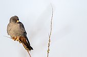 Red-footed Falcon (Falco vespertinus) on a branch, Danube Delta, Romania