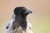 Portrait of Hooded Crow (Corvus cornix), Danube Delta, Romania
