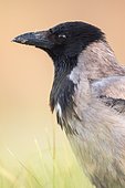 Portrait of Hooded Crow (Corvus cornix), Danube Delta, Romania
