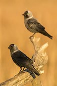 Eurasian Jackdaw (Corvus monedula) on a branch, Danube Delta, Romania