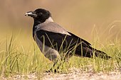 Hooded Crow (Corvus cornix) on ground, Danube Delta, Romania