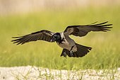 Hooded Crow (Corvus cornix) landing, Danube Delta, Romania