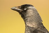 Portrait of Eurasian Jackdaw (Corvus monedula), Danube Delta, Romania