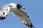 Portrait of Pallas's Gull (Ichthyaetus ichthyaetus) in flight, Danube Delta, Romania