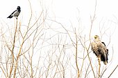 White-tailed eagle (Haliaeetus albicilla) and Hooded Crow (Corvus cornix) on a tree, Danube Delta, Romania,