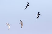 Black terns (Chlidonias niger) in flight, Danube Delta, Romania