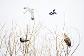 White-tailed eagle (Haliaeetus albicilla) being mobbed by Hooded Crow (Corvus cornix) adult, flying, Danube Delta, Romania,