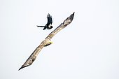 White-tailed eagle (Haliaeetus albicilla) being mobbed by Hooded Crow (Corvus cornix) adult, flying, Danube Delta, Romania,