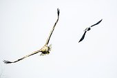 White-tailed eagle (Haliaeetus albicilla) being mobbed by Hooded Crow (Corvus cornix) adult, flying, Danube Delta, Romania,