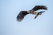 White-tailed eagle (Haliaeetus albicilla) being mobbed by Hooded Crow (Corvus cornix) adult, flying, Danube Delta, Romania,