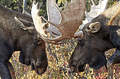 Alaskan Moose (Alces alces gigas) males fighting, Denali National Park, Alaska, USA