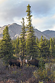 Alaskan Moose (Alces alces gigas) males fighting, Denali National Park, Alaska, USA
