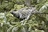 Lagopède des saules (Lagopus lagopus) sur un conifère, Parc national de Denali, Alaska, USA