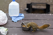 American Red Squirrel (Tamiasciurus hudsonicus) eating on a picnic table, Denali National Park, Alaska, USA