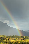 Rainbow and colors of late autumn in the park, Denali National Park, Alaska, USA