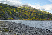 Nenana river and colors of late autumn in the park, Denali National Park, Alaska, USA