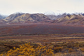 The colors of late autumn in the park, Denali National Park, Alaska, USA