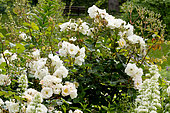Rosa 'Pénélope' Obtenteur : Pemberton (USA 1924
