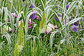 Paeonia lactiflora 'Opal Hamilton', Eremurus 'Brutus', Allium aflatunense, Arundo donax 'Variegata'