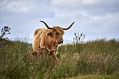 Highland cow (Bos taurus domesticus), Isle of Skye, Scotland, United-Kingdom