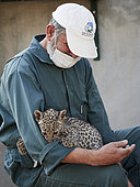 3-month-old leopard cub (Panthera pardus nimr) playing with its caregiver, Saudi Arabia