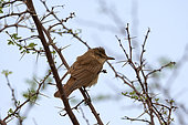 Eurasian reed warbler (Acrocephalus scirpaceus), Saudi Arabia