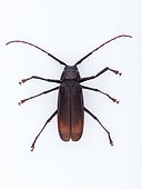 Long horn beetle (Cerambycidae sp) upside-down on white background, Saudi Arabia