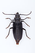Caterpillar hunter (Calosoma sp) on white background, Saudi Arabia