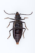 Caterpillar hunter (Calosoma sp) upside-down on white background, Saudi Arabia