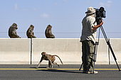 Wildlife film maker shooting Hamadryas baboons (Papio Hamadryas), Saudi Arabia
