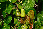 Cashew nut (Anacardium occidentale), La Desirade, Guadeloupe