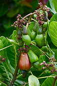 Cashew nut (Anacardium occidentale), La Desirade, Guadeloupe