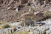 Hoodoo rock, Puritana Terme, Atacama Desert, San Pedro de Atacama, II Antofagasta Region, Chile