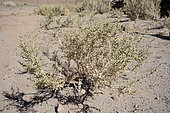 Rica Rica (Alcantholippia deserticola), Medicinal and aromatic plant of the Altiplano, Puna de Atacama, near San Pedro de Atacama, II Region of Antofagasta, Chile