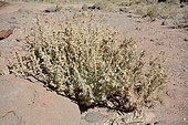 Cachiyuyo (Atriplex atacamensis), medicinal and aromatic plant, Puna de Atacama, near San Pedro de Atacama, II Antofagasta Region, Chile