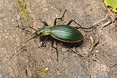 Ceroglossus (Ceroglossus magellanicus subsp. Caburgansis), Protected Carabidae Beetle in Chile, Parque Nacional Huerquehue, IX Region of Araucania, Chile