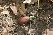 Chilean Magnificent Beetle (Ceroglossus chilensis gloriosus), Protected Carabidae beetle in Chile, Tres Saltos de Huepil, Pucon, IX Region of Araucania, Chile