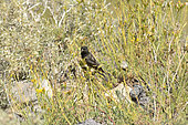 Yellow-rumped Siskin (Spinus uropygialis), Andino Juncal Park, Valle de Juncal, V Region of Valparaiso, Chile
