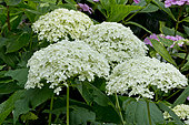 Hydrangea arborescens 'Annabelle'
