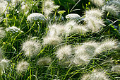 Pennisetum villosum, Ammi visnaga