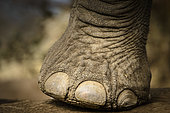 African bush elephant (Loxodonta africana) details of legs and feet (foot) showing toe nails. Mashatu Game Reserve. Northern Tuli Game Reserve. Botswana