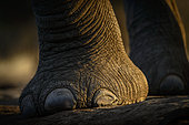 African bush elephant (Loxodonta africana) details foot showing toe nails. Mashatu Game Reserve. Northern Tuli Game Reserve. Botswana