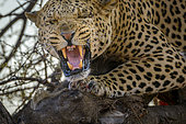 Leopard (Panthera pardus) snarling while feeding on a common warthog (Phacochoerus africanus). Mashatu Game Reserve. Northern Tuli Game Reserve. Botswana