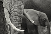African bush elephant (Loxodonta africana) detail of tusks. Amboseli National Park. Kenya.