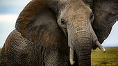 African bush elephant (Loxodonta africana). Amboseli National Park. Kenya.