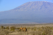 African bush elephant or African Elephant (Loxodonta africana) with Mount (Mt) Kilimanjaro (in Tanzania). Satao Elerai Conservancy. Near Amboseli National Park. Kenya.