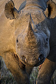 Black rhinoceros (rhino) or hook-lipped rhinoceros (Diceros bicornis) Phinda / Munyawana / Zuka Game Reserve. KwaZulu Natal. South Africa