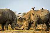 White rhinoceros or square-lipped rhinoceros (Ceratotherium simum) fighting as Red-billed (Redbilled) Oxpeckers (Buphagus erythrorhynchus) land on them. Madikwe Game Reserve. North West Province. South Africa